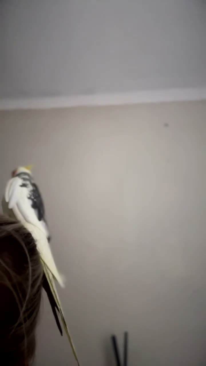 Cockatiels birds for sale: Cockatiel male SILLY TAME! - Video 2