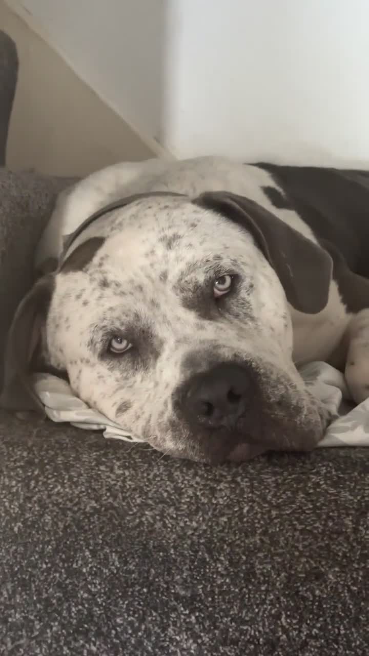 Mixed Breed dogs for sale: Mixed cane corso - Video 1