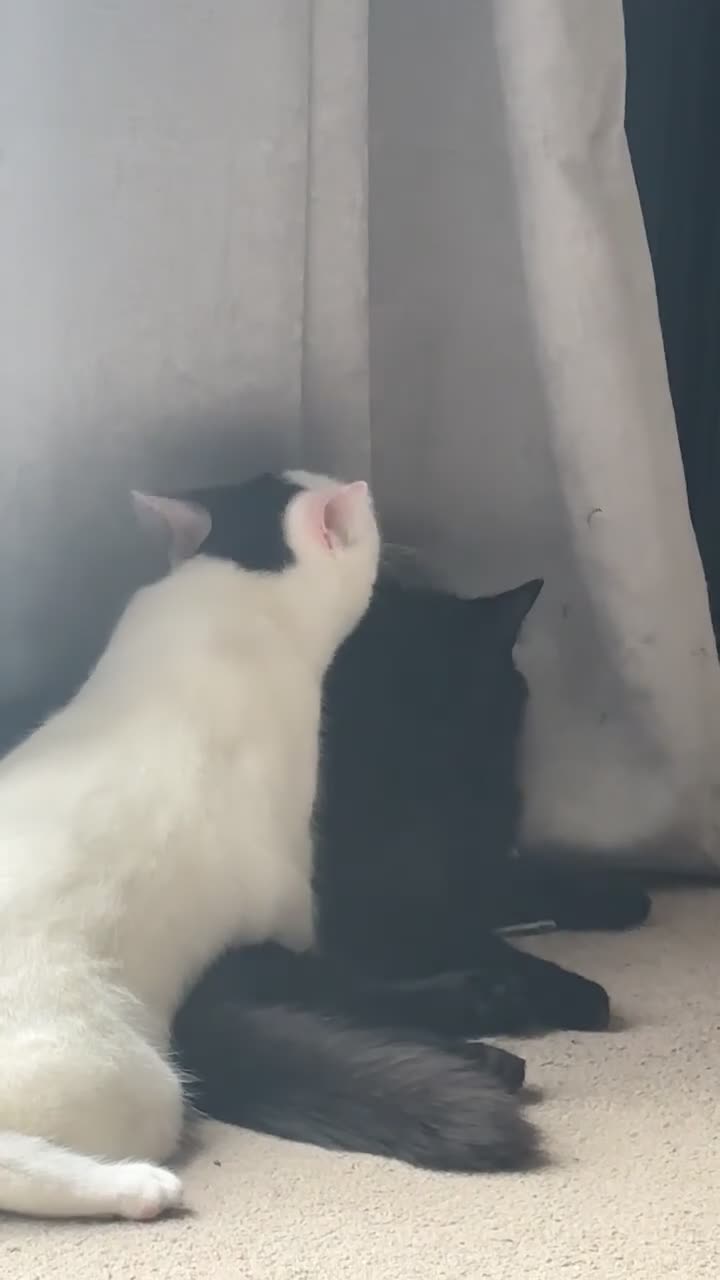 Mixed Breed cats for sale: 2 male cats looking for loving home - Video 1