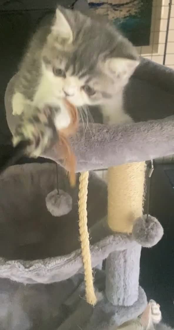 Exotic cats for sale: White & Grey Male Kitten Exotic Shorthair - Video 2