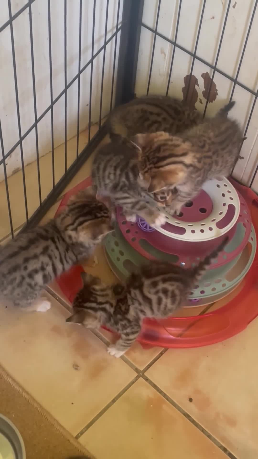 Mixed Breed cats for sale: Bengal X Scottish straight ear fluffy kittens - Video 1
