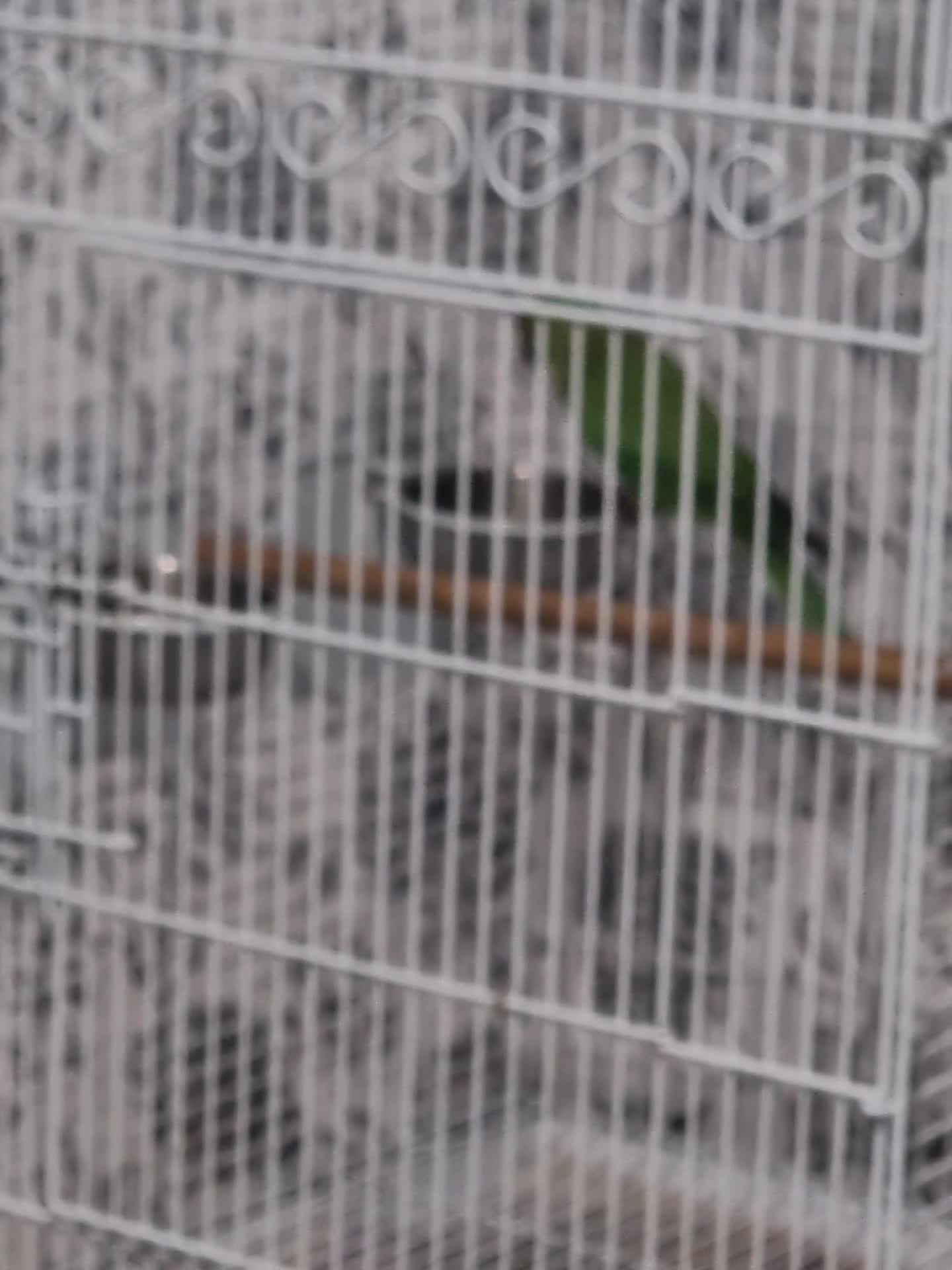 Ringnecks birds for sale: Beautiful baby ringneck talking parrot  - Video 2