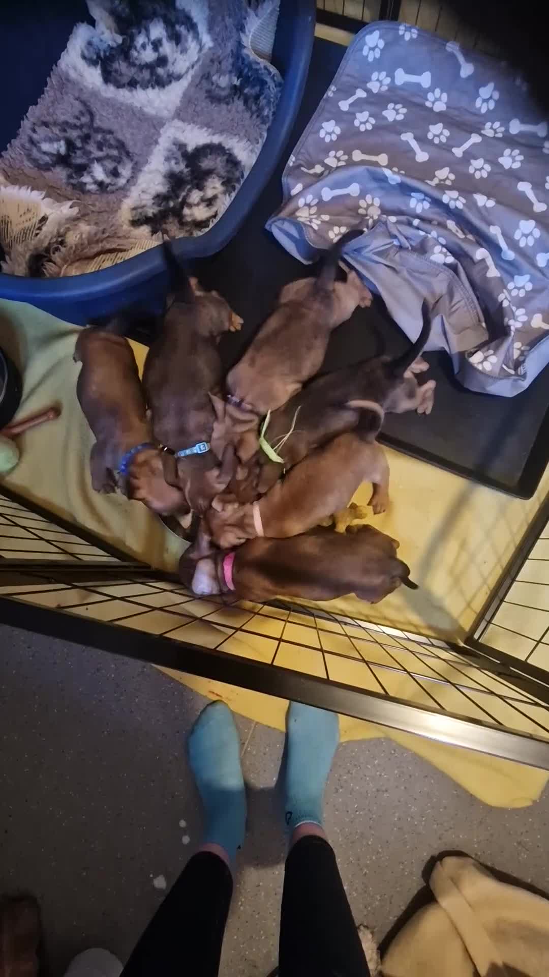 Mixed Breed dogs for sale: Staffy X Miniature Dachsund Puppies - Video 3