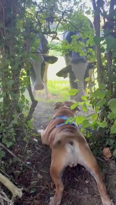 English Bulldog dogs for stud: Fatboy! Bulldog for Stud - Video 2