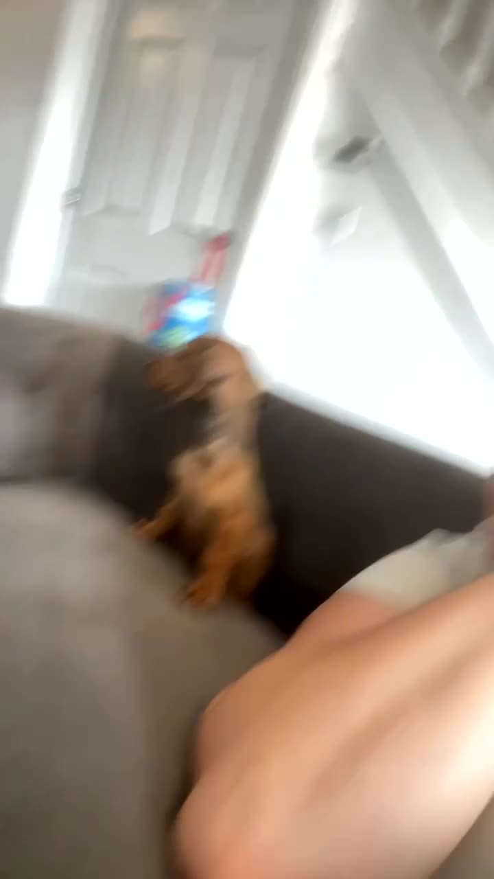 Dachshund dogs for sale: Miniature dashound  - Video 3
