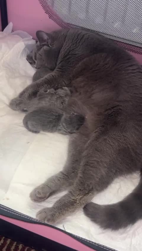 British Shorthair cats for stud: Blue British shorthair for stud duties  in Birmingham - Video 1