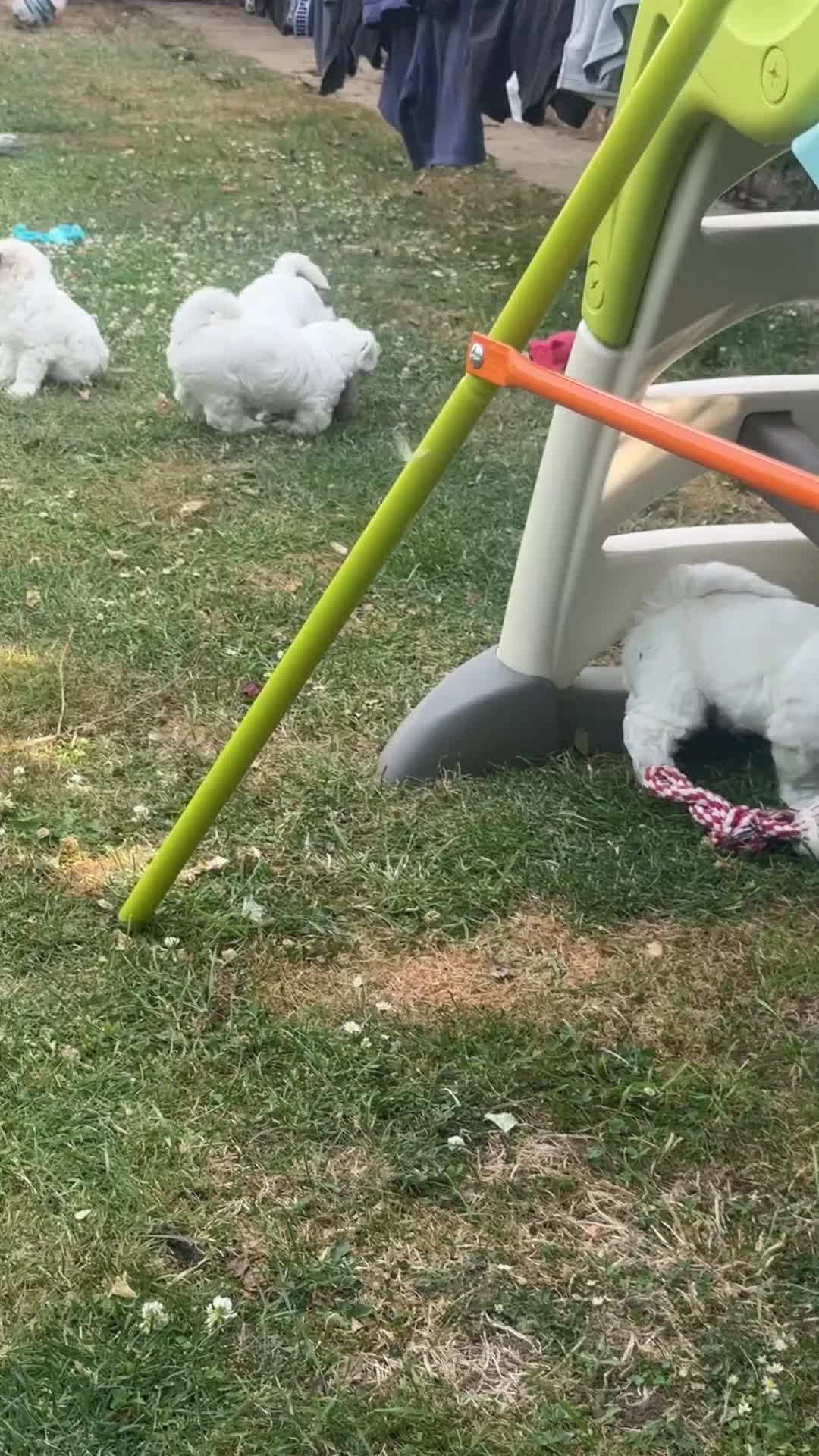 Bichon Frise dogs for sale: 5 bichons frise for sale - Video 1