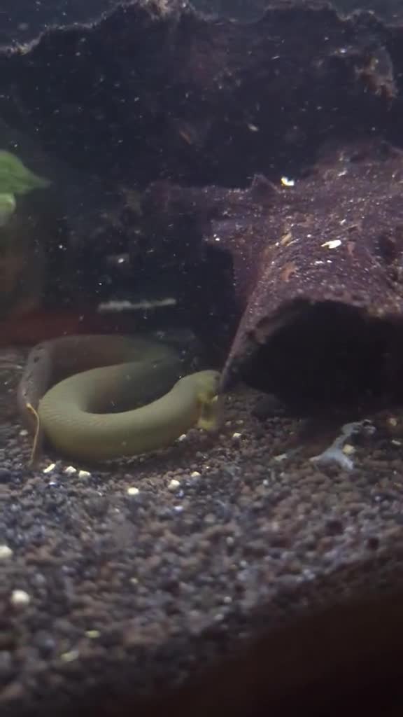 Other/Mixed Breed fish for sale: Mixture of fish for sale - Video 1