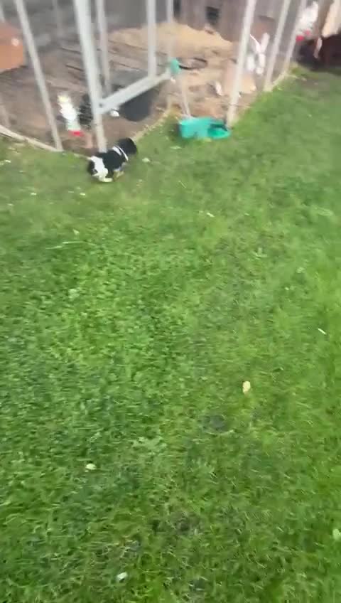 Cocker Spaniel dogs for sale: Cocker spaniels  - Video 1