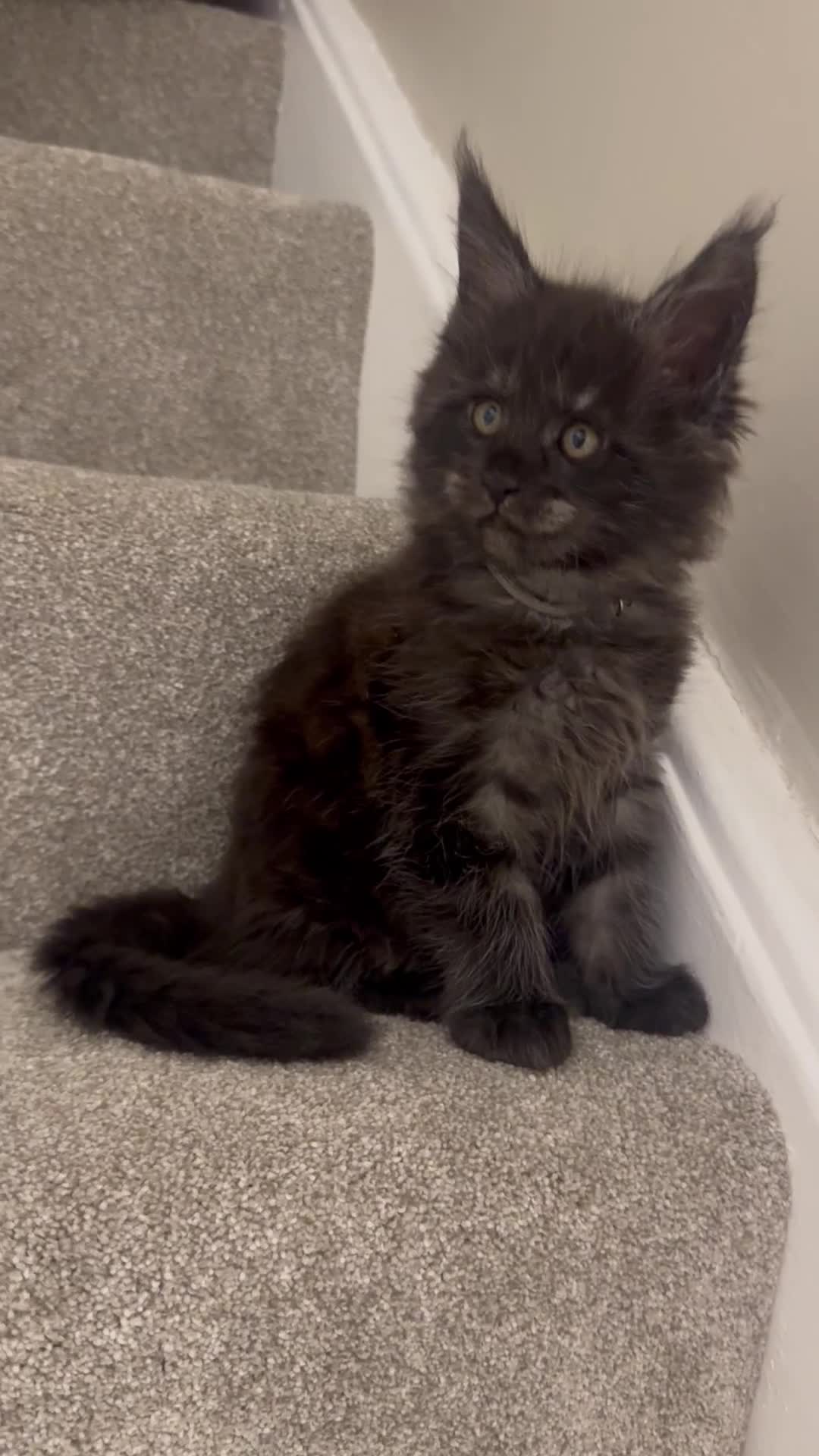 Maine Coon cats for sale: Maine coon kittens TICA  - Video 1