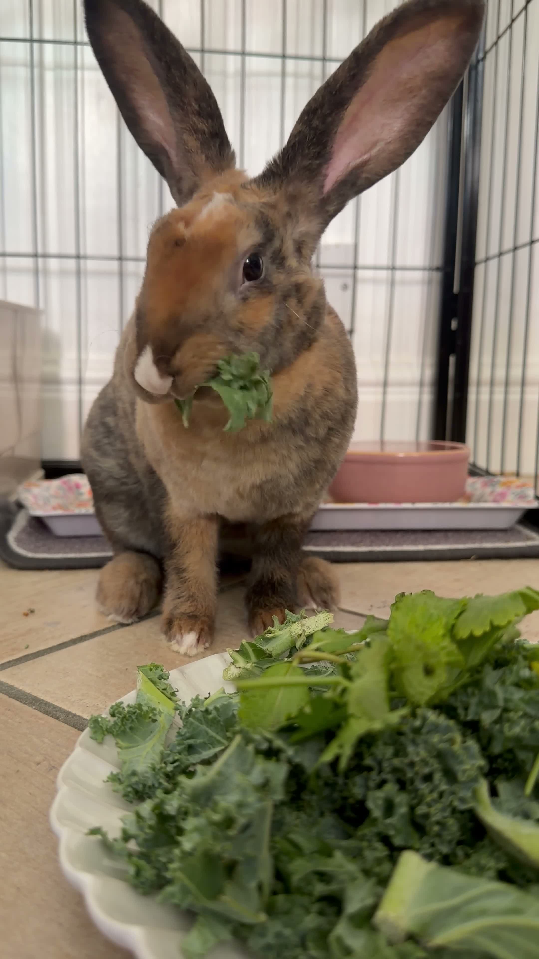 Belgian Hares rabbits for sale: HONEY 🍯  in Yeovil - Video 2