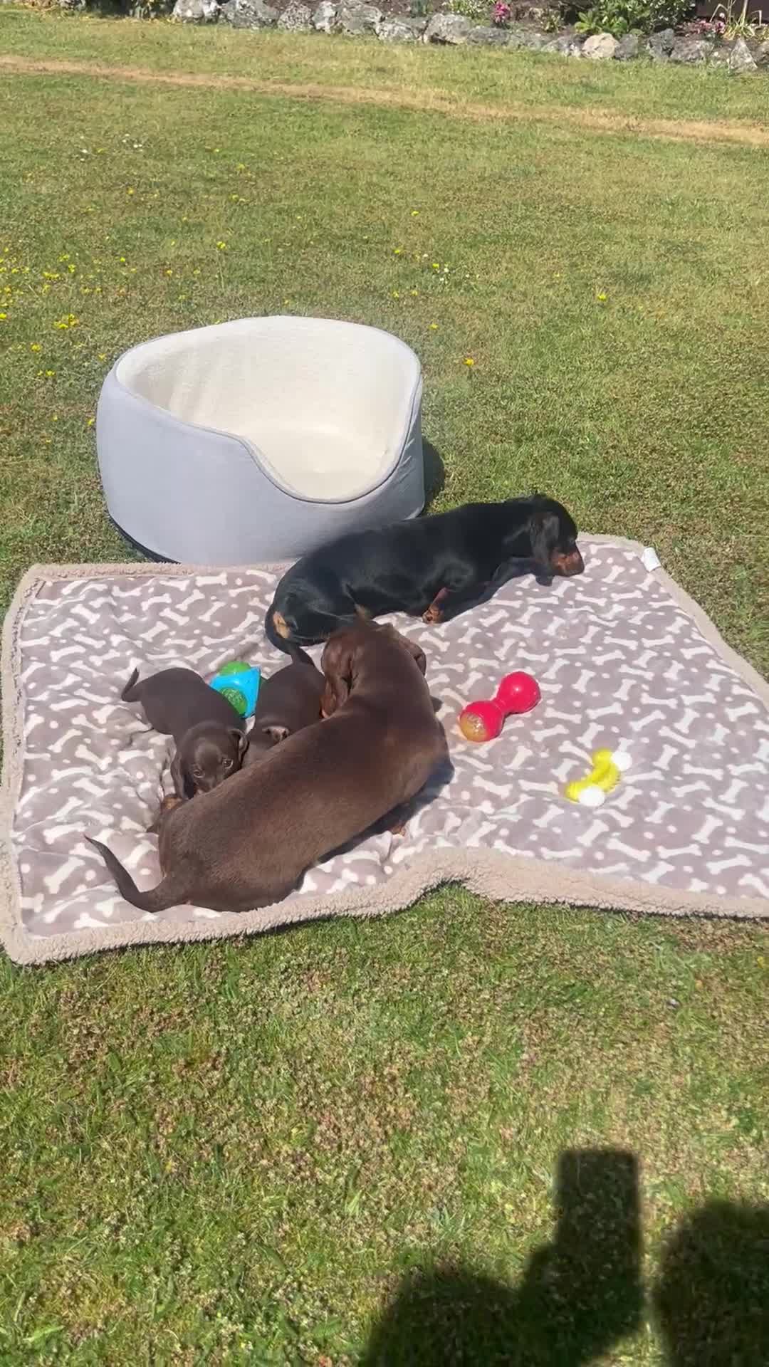 Miniature Dachshund dogs for sale: Miniature dachshunds in Wells - Video 1