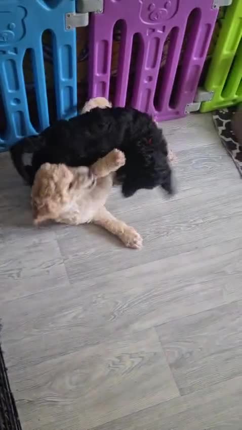 Standard Poodle dogs for sale: Beautiful standard poodle puppies - Video 1