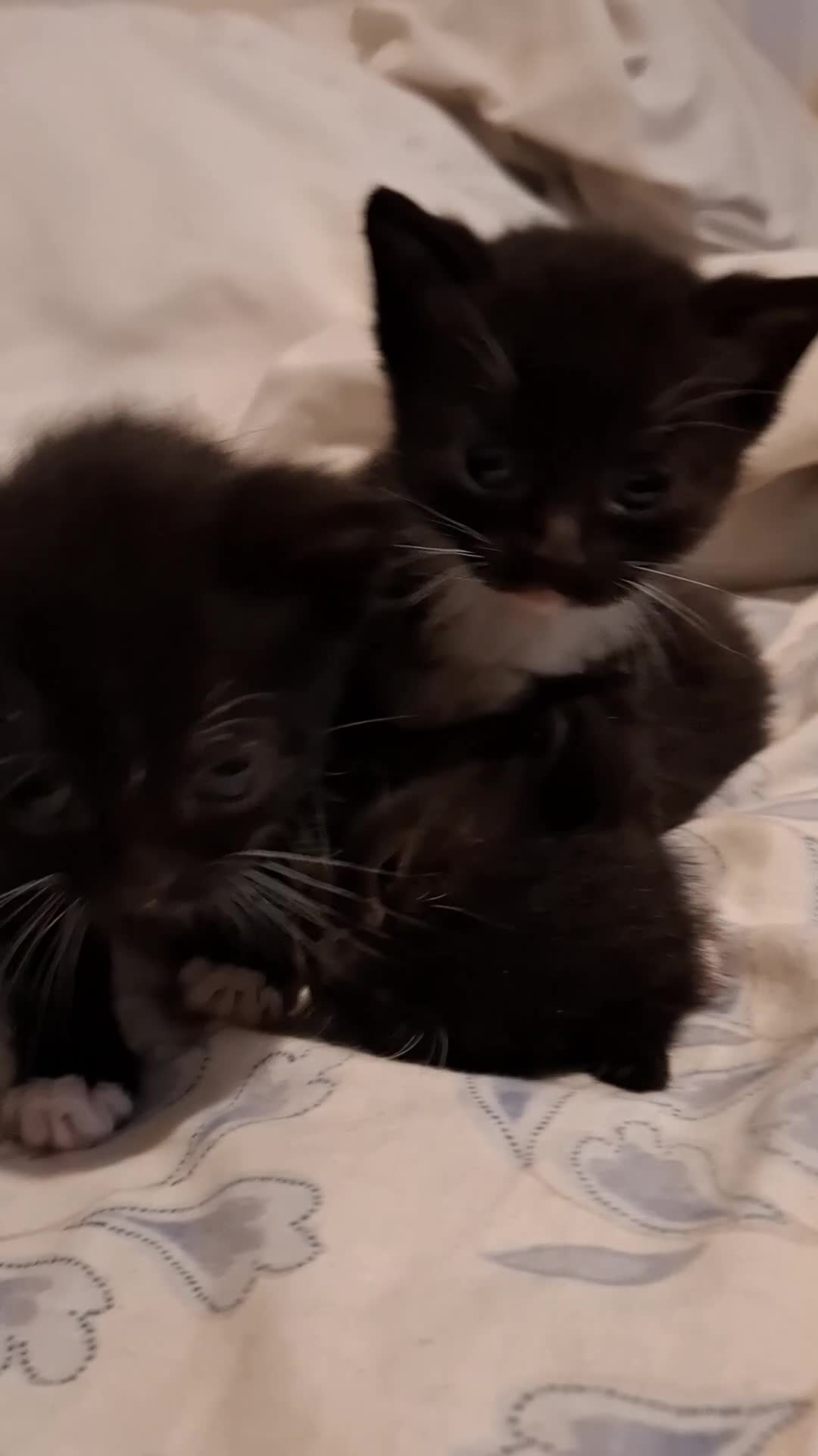 British Shorthair cats for sale: British Shorthair cross kittens Tabby Black/white - Video 4