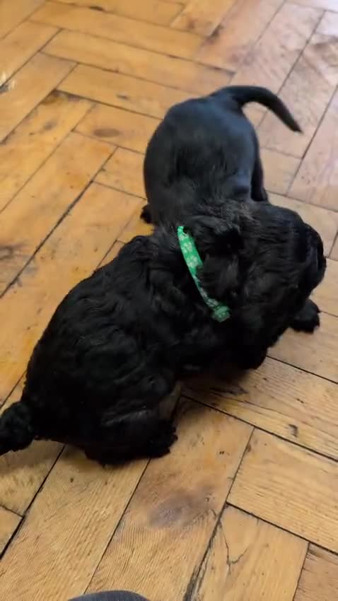 Cockapoo dogs for sale: ✨ F2 Cockapoo Puppies – Ready mid Nov ✨ - Video 1