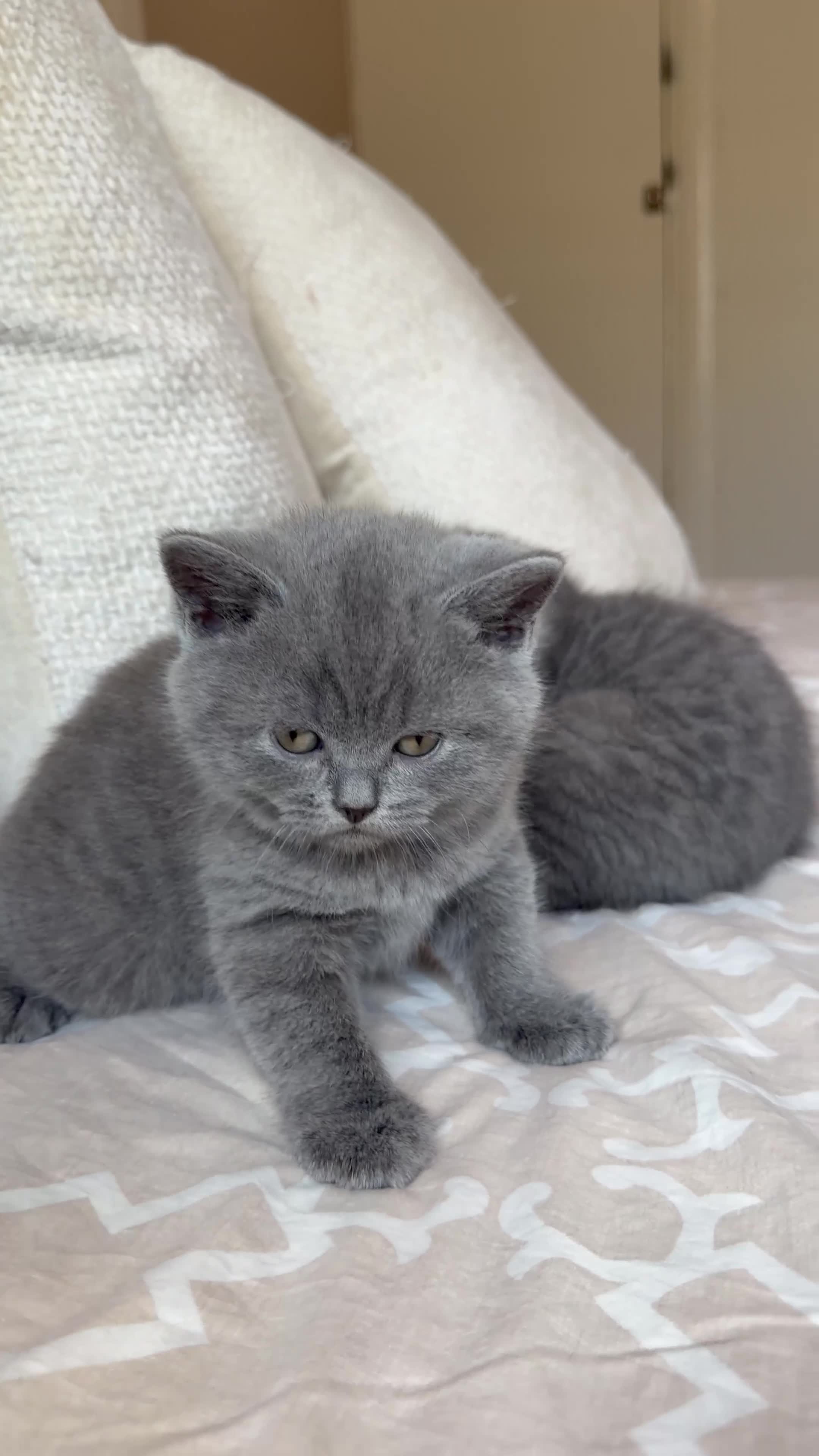 Scottish Fold cats for sale: Gorgeous blue Scottish folds/straights - Video 3