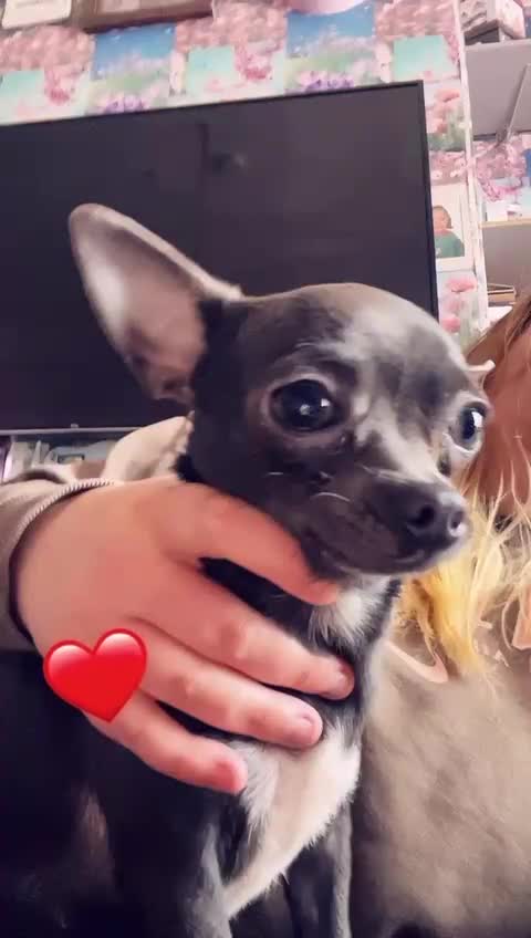 Poodle dogs for sale: Very tiny blue chihuahua 1 year old  in Bradford - Video 1