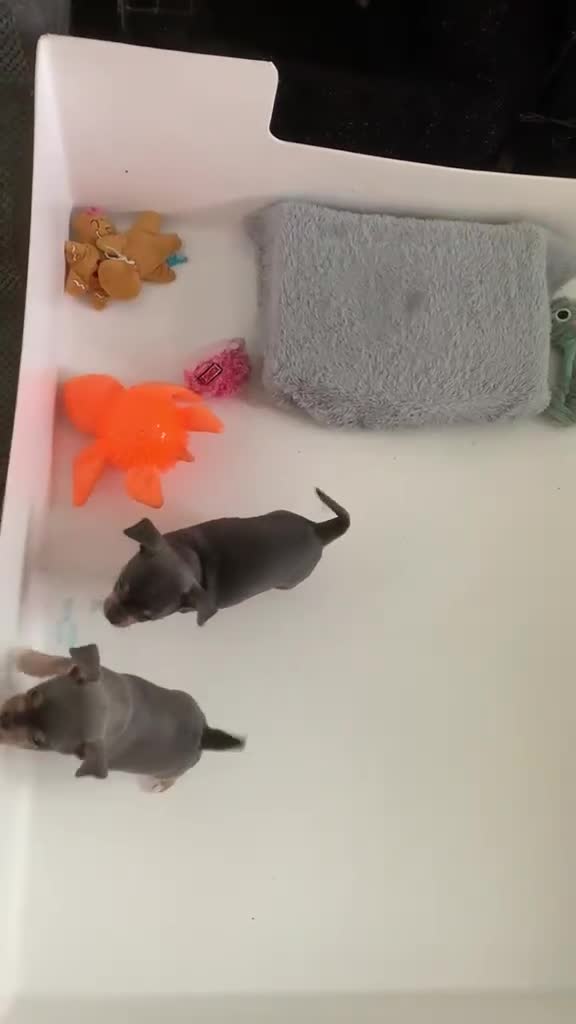 Chihuahua dogs for sale: Last beautiful boy !  blue tri chihuahua pup male - Video 3