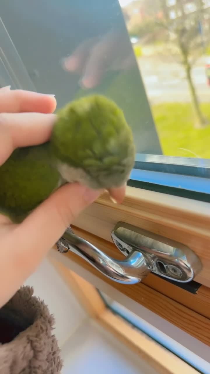 Parrots birds for sale: quaker  for sale in Smethwick - Video 5