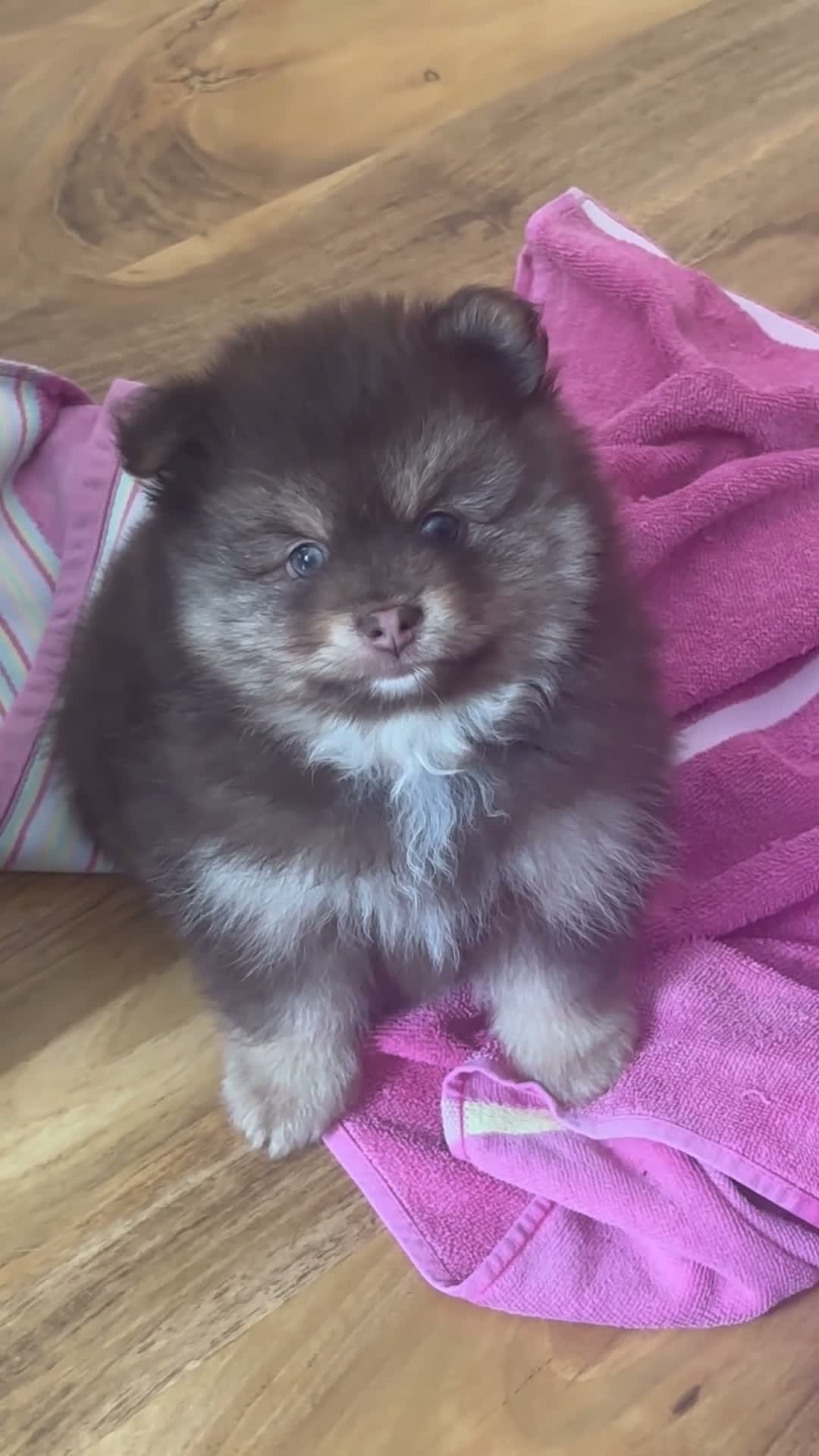 Pomeranian dogs for sale: X2 boy Pomeranians  - Video 2