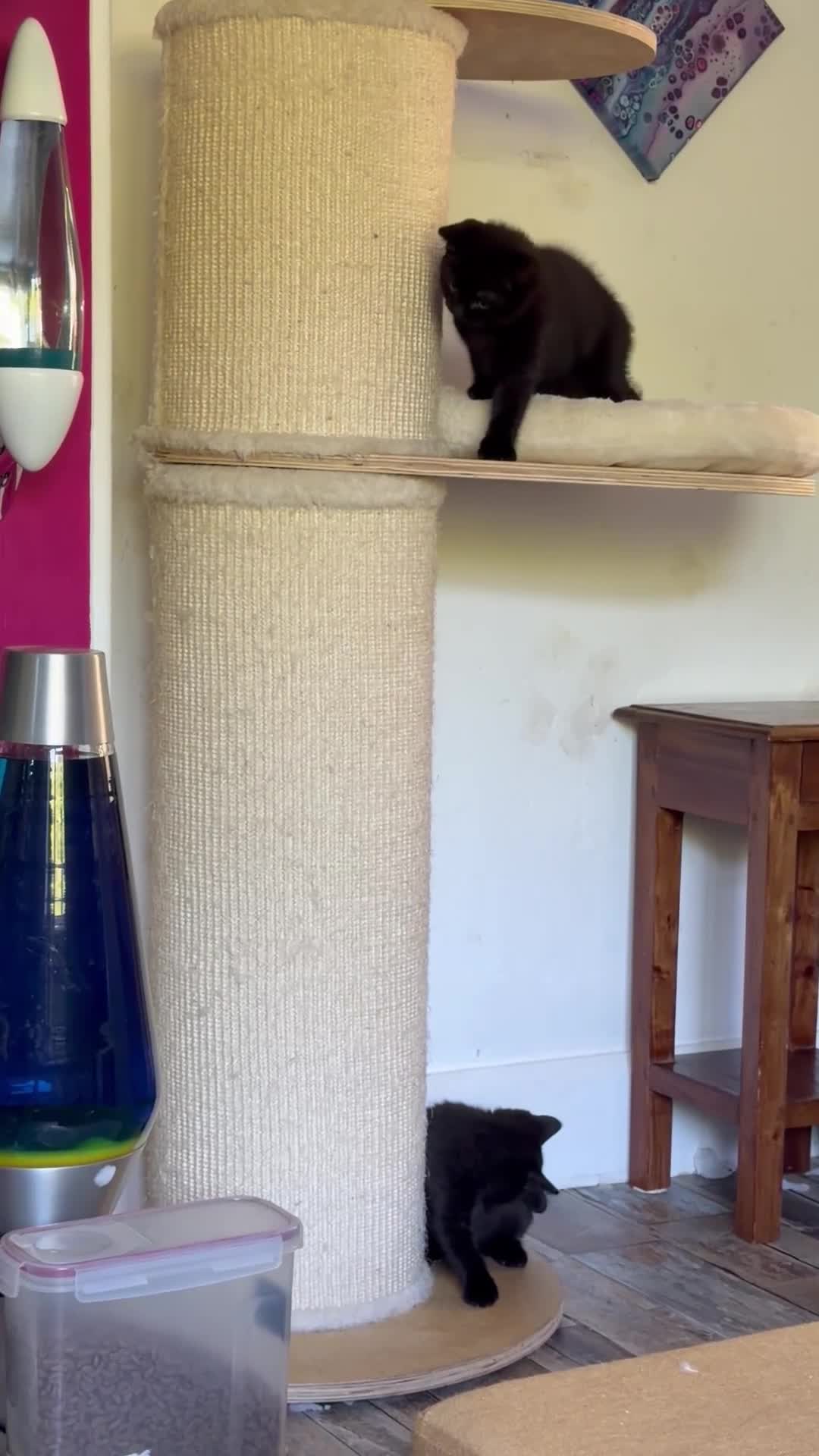British Shorthair cats for sale: Gorgeous black BSH kittens available.  - Video 2