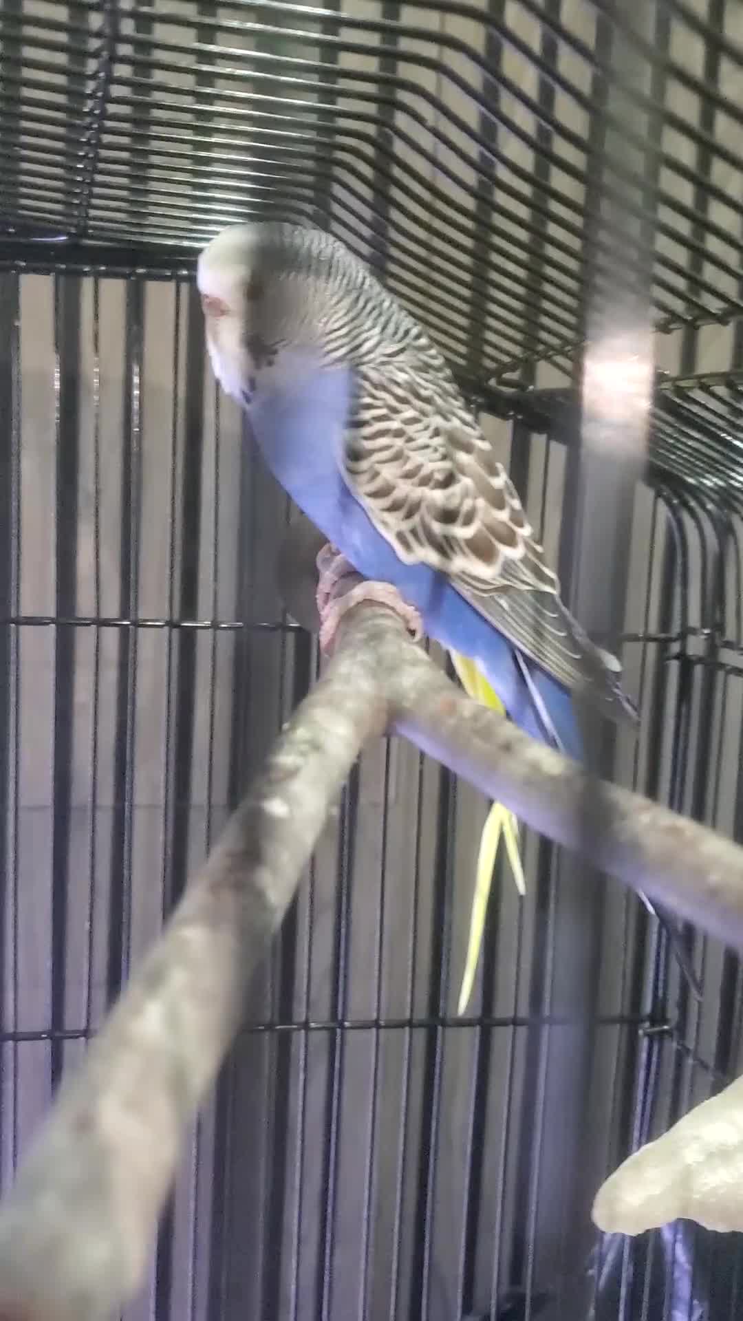 Budgerigars birds for sale: 4 budgies for sale, CHEAP and URGENT ❤ - Video 3