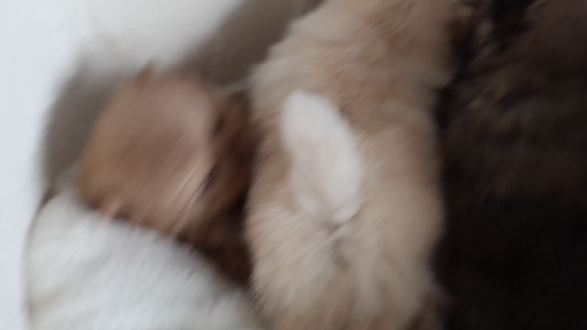 Pomeranian dogs for sale: The most stunning TEDDY KC REG Pomeranians - Video 1