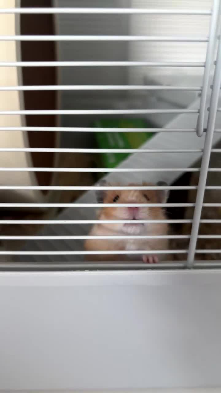 Hamster rodents for sale: Syrian Hamster  in Holmfirth - Video 1