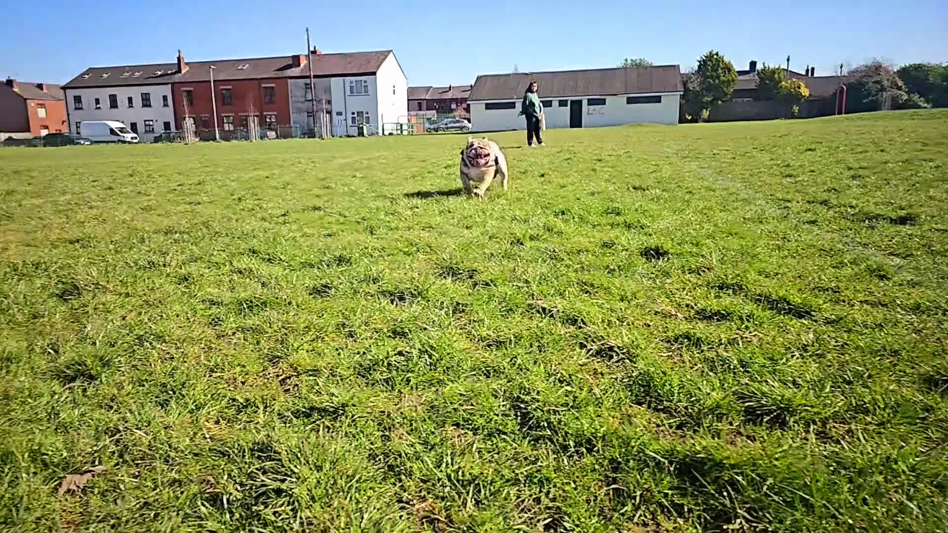 English Bulldog dogs for stud: Breeding dogs - Video 1