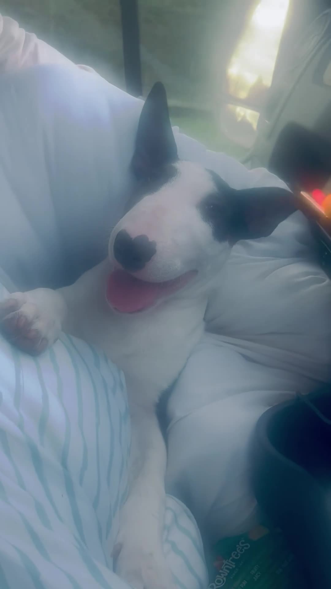 Bull Terrier dogs for sale: KC reg male pup - Video 1