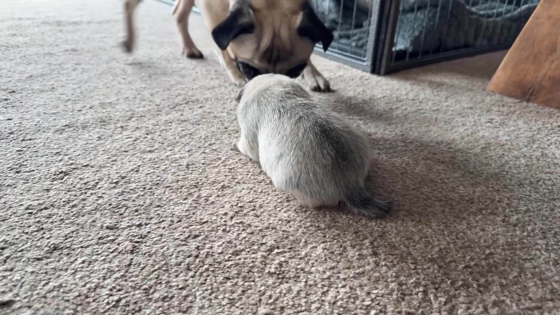 Pug dogs for sale: 🐾Beautiful Pug Puppies 🐾 - Video 1