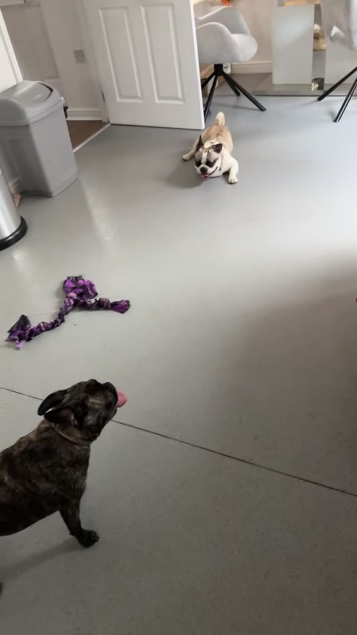 Mixed Breed dogs for sale: Pugxfrenchie  - Video 1