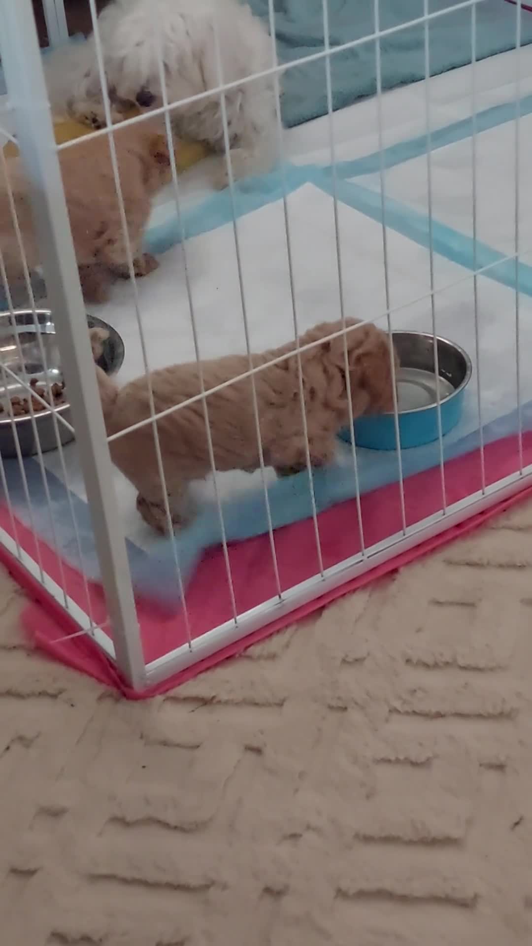 Maltipoo dogs for sale: 2 gorgeous maltipoo boys - Video 5