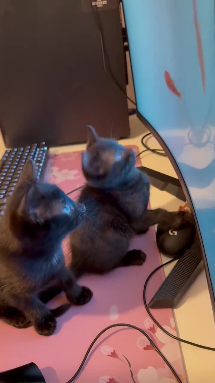 Mixed Breed cats for sale: girl kitten ready to go  - Video 2