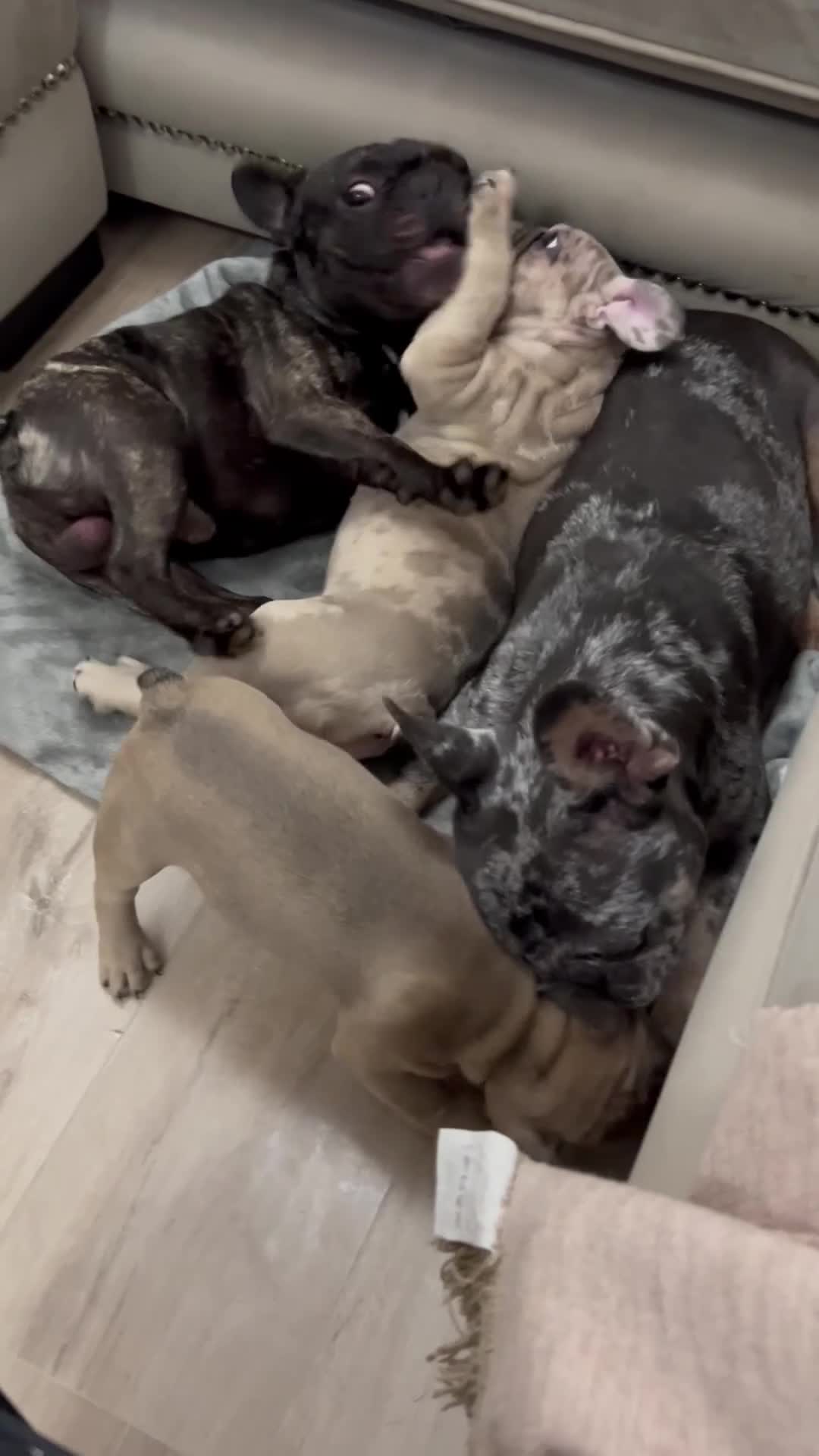French Bulldog dogs for sale: KC registered male French bulldog, Vinnie in Wrexham - Video 1