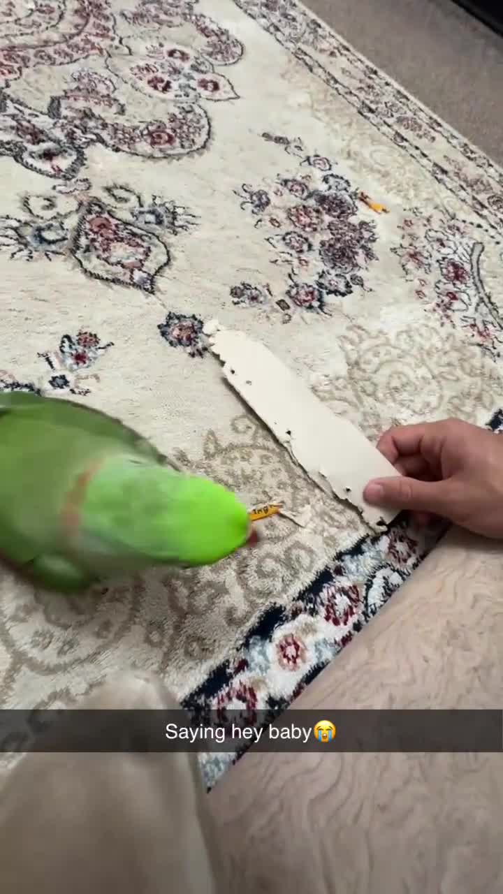 Parrots birds for sale: Tamed male alexandrine parrot - Video 1