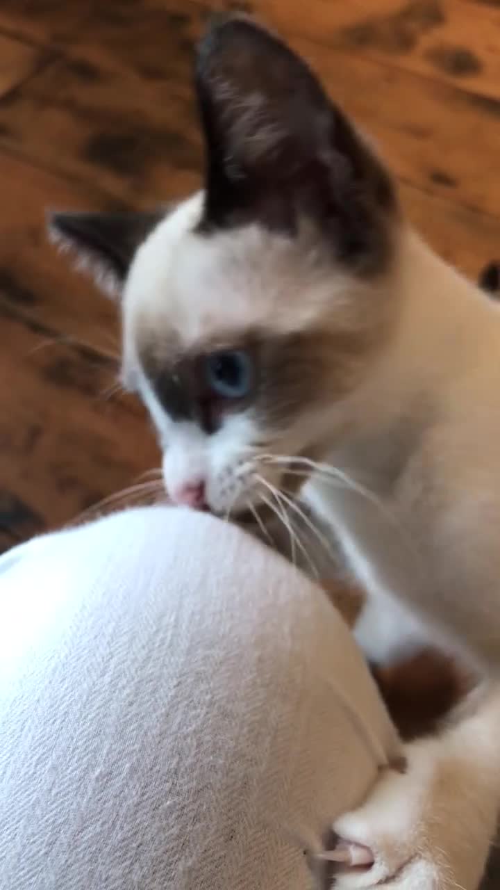 Mixed Breed cats for sale: A litter of 3 Mixed Siamese & American long hair - Video 2