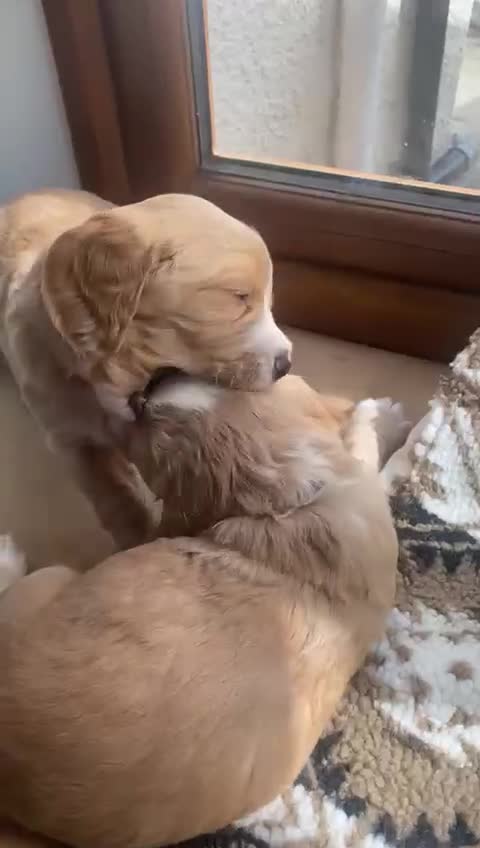 Cocker Spaniel dogs for sale: Golden & Red Working Cocker Spaniel Puppies - Video 1