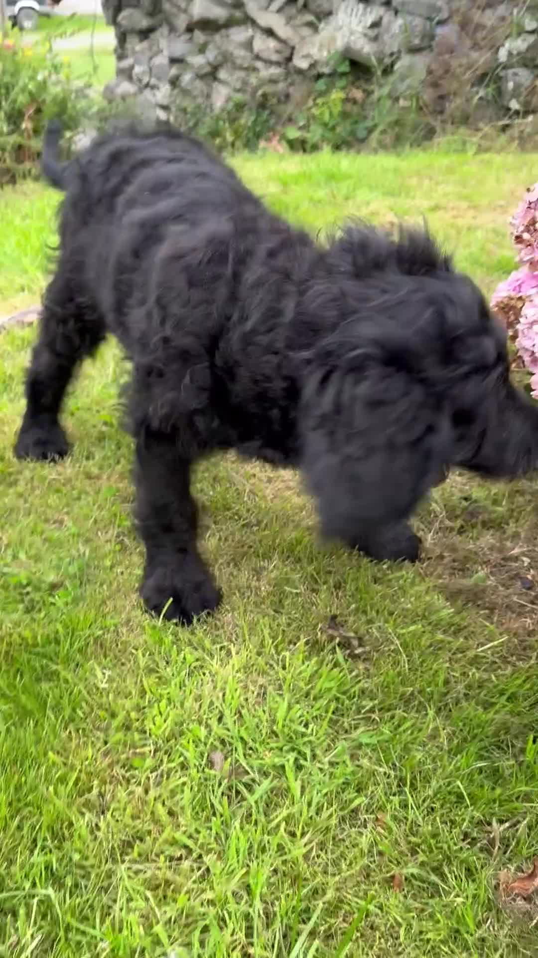 Goldendoodle dogs for sale:  F1b golden doodle puppies ready to go.  in Llandeilo - Video 1