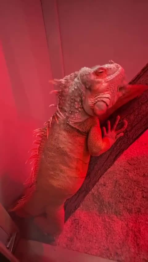Iguana reptiles for sale: Buddy iguana in Benfleet - Video 1