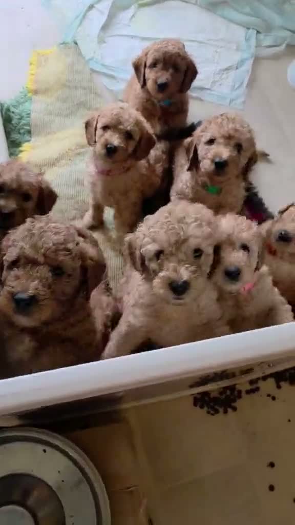 Mini Goldendoodle dogs for sale: Adorable Goldendoodles Looking for a Loving Family - Video 2