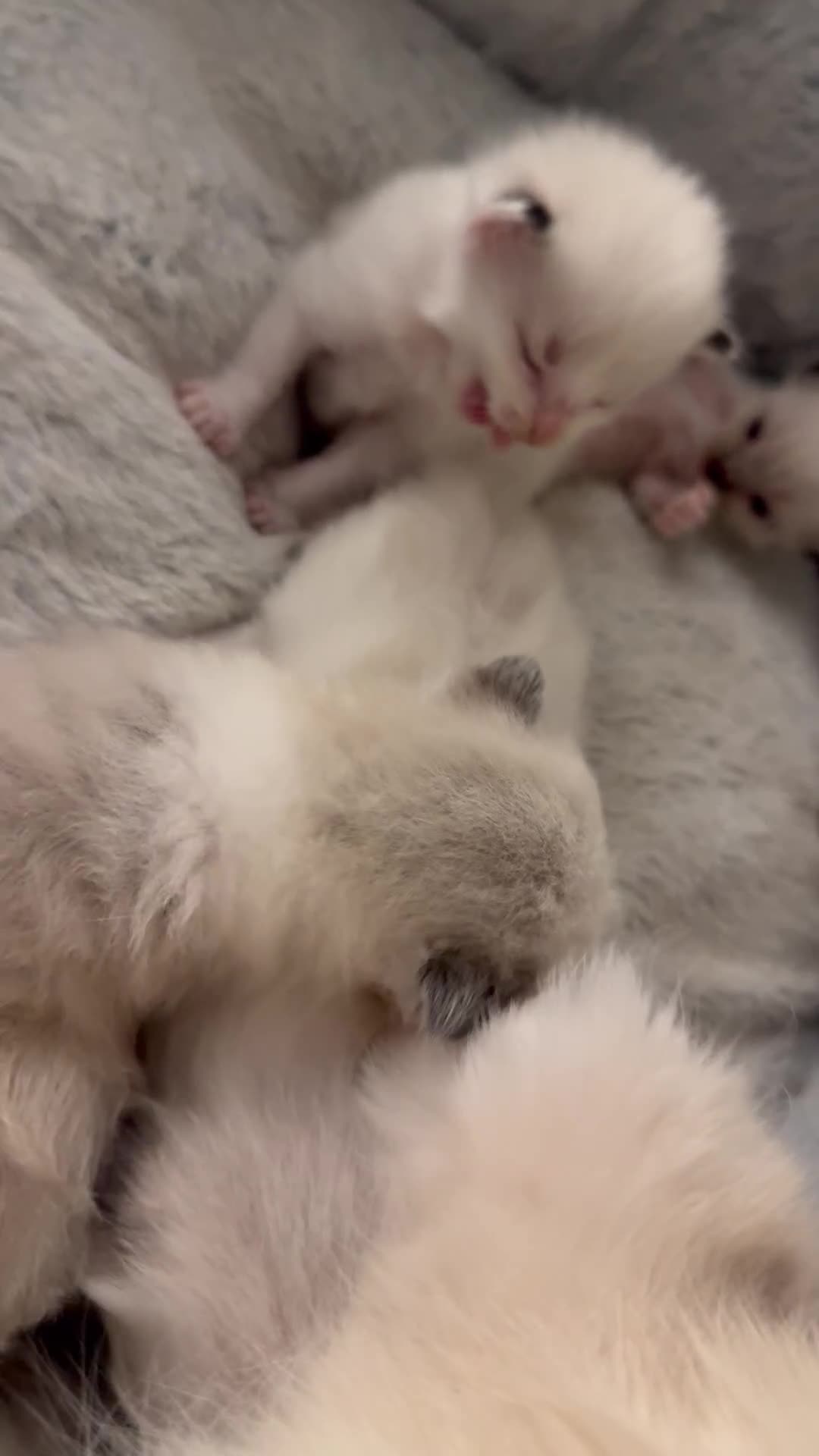 Ragdoll cats for sale: Five Beautiful Pure Breed Ragdoll Kittens🤍 - Video 1