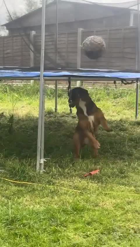 English Bulldog dogs for stud: Kc registered Choc sable EBD STUD ONLY in Bradford - Video 1