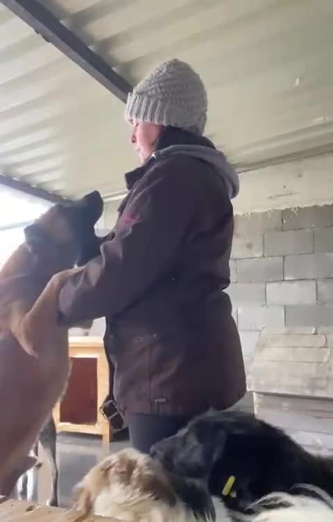 Mixed Breed dogs for adoption: Captain, 10 yrs old. Available for adoption. - Video 1