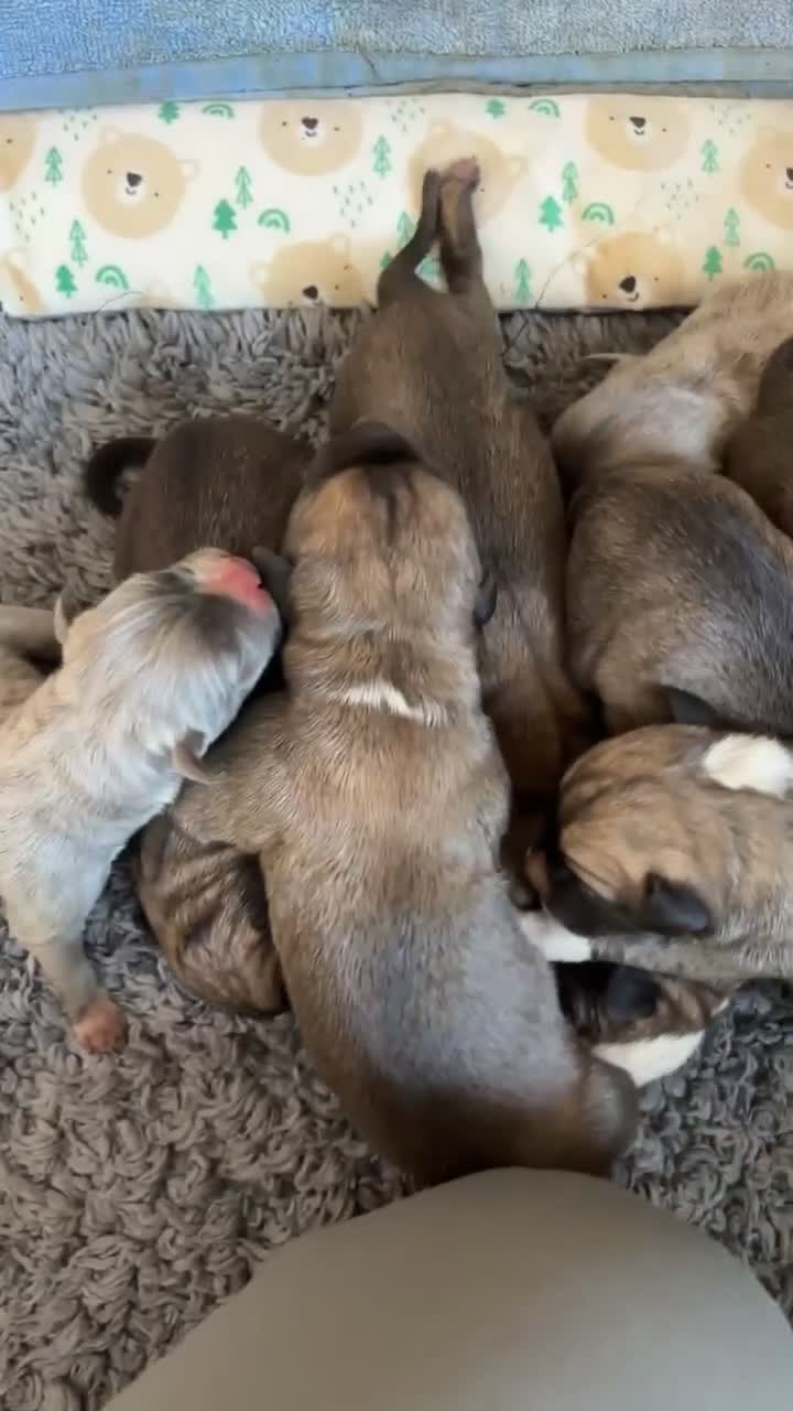 Mixed Breed dogs for sale: BEAUTIFUL BULL HERDERS (American Bulldog X Mali) - Video 2