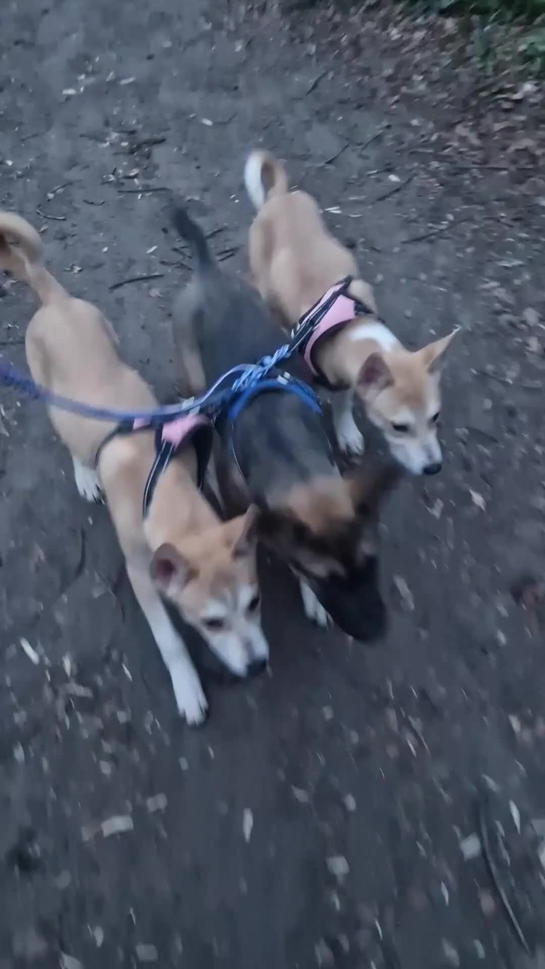 Mixed Breed dogs for sale: Staffy x Akita  - Video 1