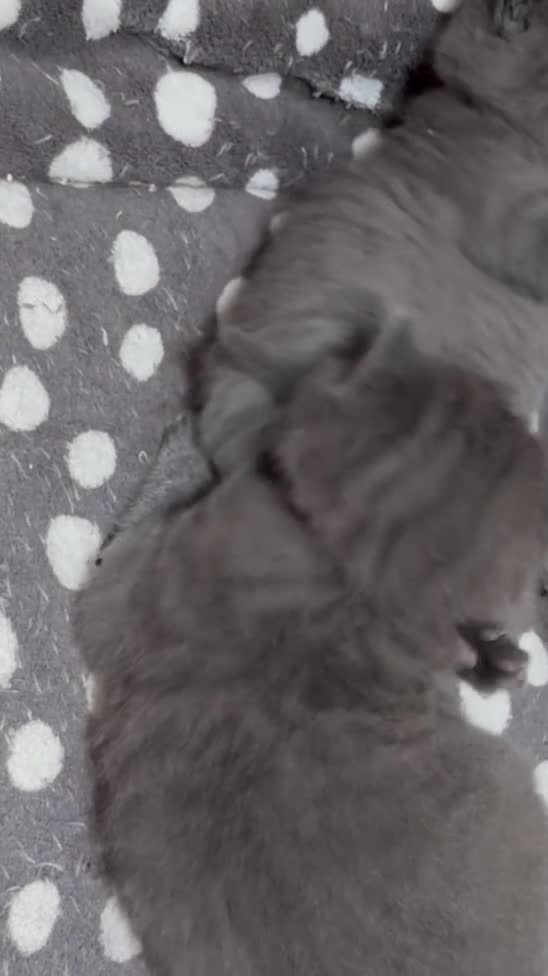 British Shorthair cats for sale: British shorthair kittens available  in Liverpool - Video 1