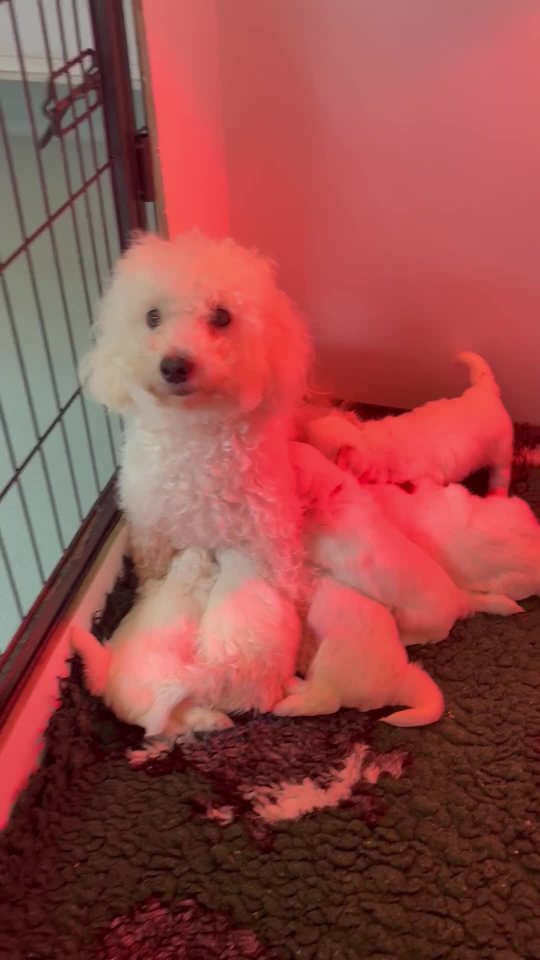 Maltipoo dogs for sale: 🤩 6 stunning Maltipoo puppies 🤩 - Video 1