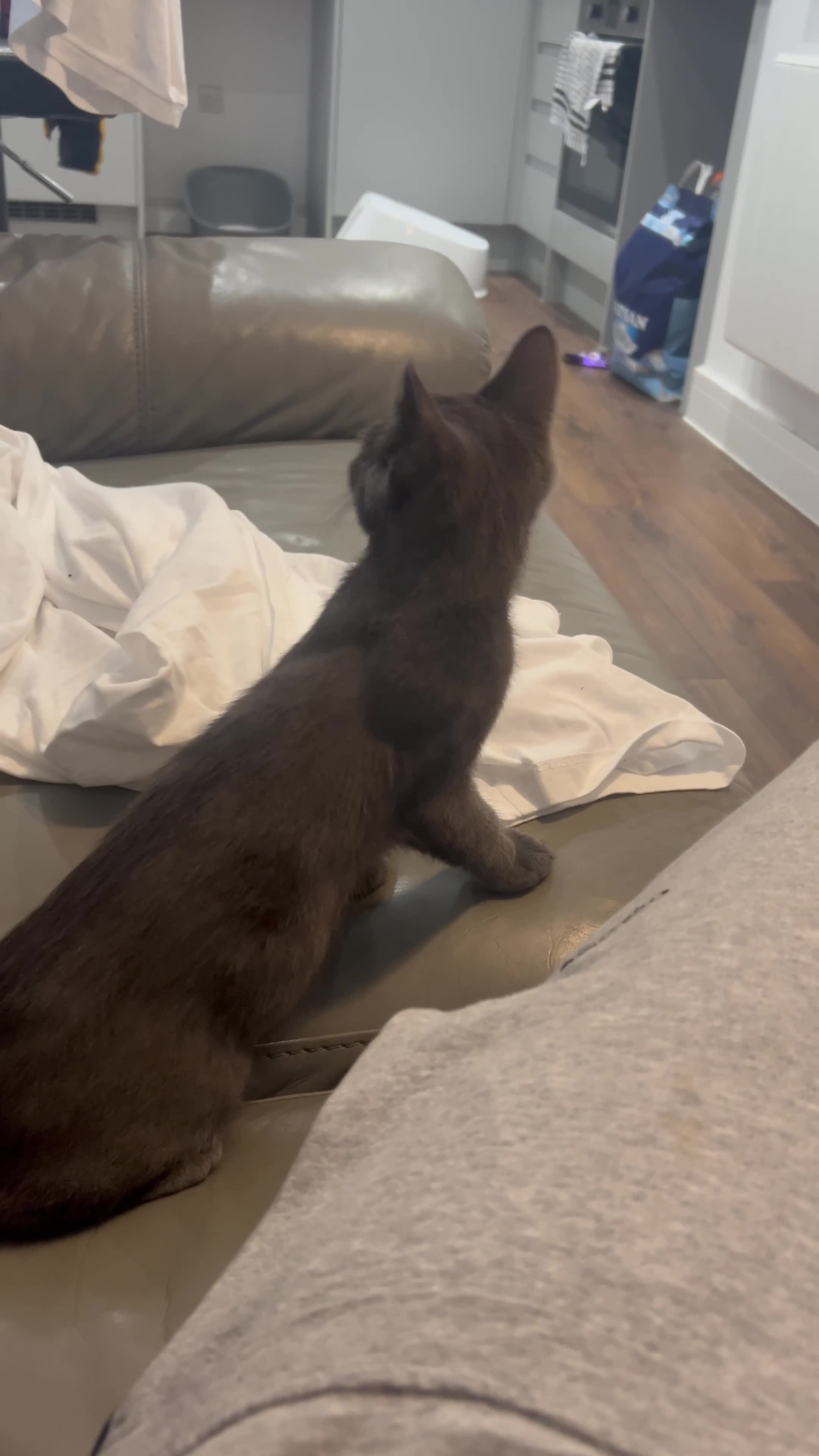 Russian Blue cats for sale: Blue Russian  - Video 4