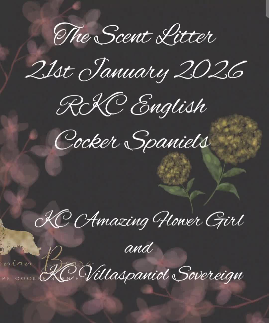 Cocker Spaniel dogs for sale: FULLY Health tested English Cocker Spaniel puppies - Video 1